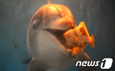 ↑제주도로 방사 예정인 제돌이가 지난달 11일 경기도 과천 서울동물원 수족관에서 방사 준비를 하며 먹이를 사냥하고 있다.ⓒ(서울=뉴스1)박세연 기자