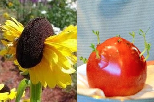 온라인에 떠도는 출처 불명의 괴사진들/사진=인터넷 게시판