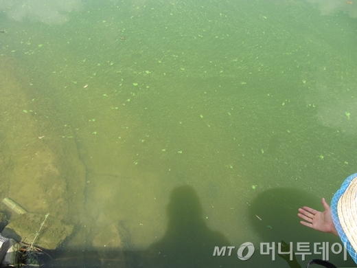 ↑14일 오전 11시30분쯤 대구시 달성군 도동서원 인근 낙동강. 녹조가 몽글몽글 피어오르고 있다. /사진=박소연 기자