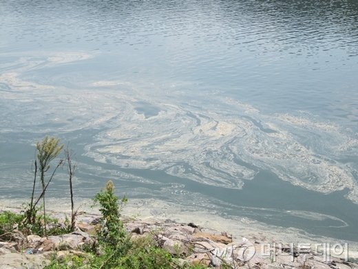 ↑14일 오후 1시30분쯤 대구시 달성보 하류. 조류 사체로 누런색이었고 악취가 났다. /사진=박소연 기자