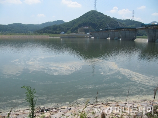 ↑14일 오후 1시30분쯤 대구시 달성보 하류. 조류 사체로 누런색이었고 악취가 났다. /사진=박소연 기자