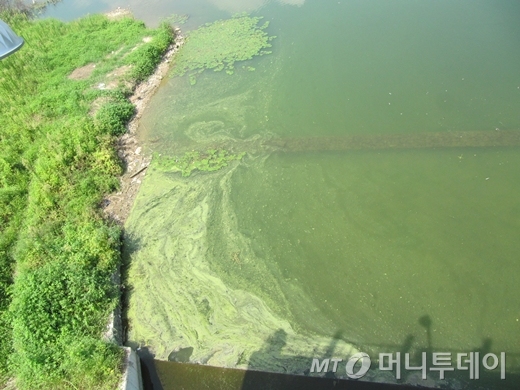 ↑14일 오후 2시쯤 고령교 아래 낙동강 제방 강물은 마치 포스터 물감을 풀어놓은 듯 진한 녹조로 뒤덮여 있었다. /사진=박소연 기자