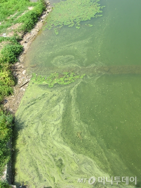 ↑14일 오후 2시쯤 고령교 아래 낙동강 제방 강물은 마치 포스터 물감을 풀어놓은 듯 진한 녹조로 뒤덮여 있었다. /사진=박소연 기자