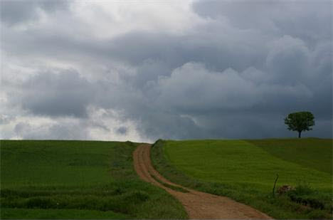 ⓒ김일송, 나무 아래, 2009