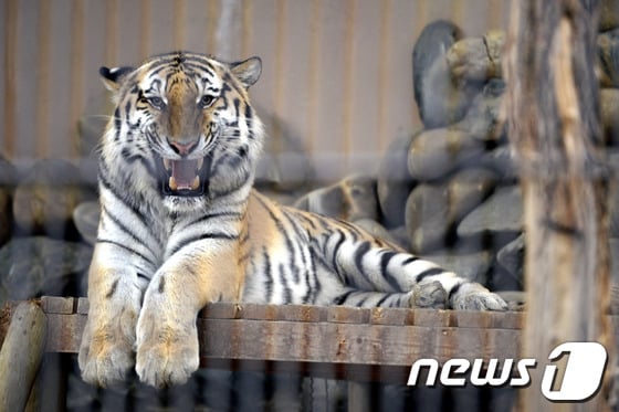 지난 24일 서울대공원에서 사육사를 공격해 중태에 빠뜨린 호랑이가 러시아 블라디미르 푸틴 대통령(당시 총리)이 2011년 선물한 시베리아 호랑이 한 쌍 중 수컷인 것으로 확인됐다./사진=뉴스1제공