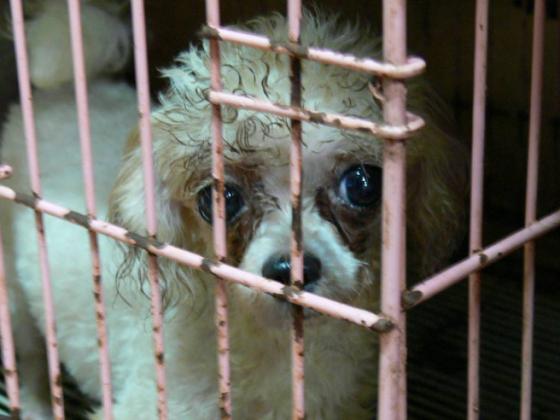 동물 번식장에서 새끼를 낳는 어미개(종견) 한마리가 철창 너머로 사람을 바라보고 있다./사진=동물자유연대