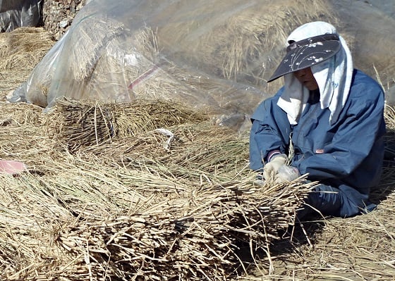 옥사 옆 초가집에 사는 할머니. 볏집을 잇는 작업을 하고 있다. / 사진=김유경기자