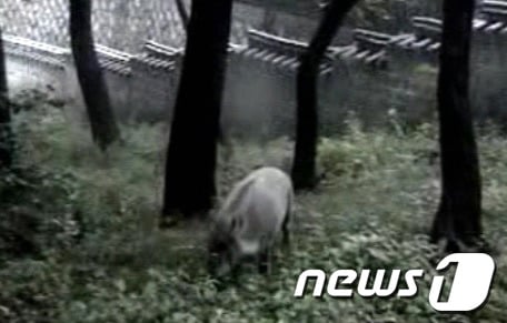 창덕궁 CCTV 폐쇄회로에 찍힌 멧돼지.(사진=창덕궁 관리사무소 제공) 2013.7.29/뉴스1 © News1