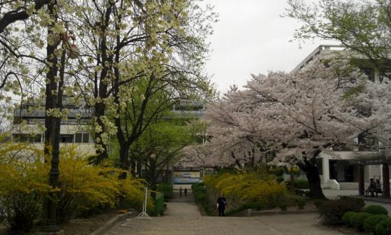 벚꽃이 핀 서울대 관악캠퍼스 풍경/ 사진=박상빈 기자
