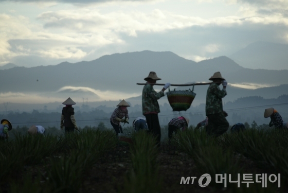 유니베라 중국 하이난 동방농장 /사진제공 = 유니베라
