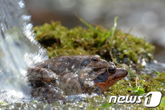 겨우내 움츠렸던 만물이 깨어난다는 절기상 경칩(驚蟄)을 이틀 앞둔 지난 4일 경기도 과천시 막계동 서울대공원에서 겨울잠을 마친 개구리 한쌍이 쏟아지는 물을 맞고 있다/ 사진=뉴스1