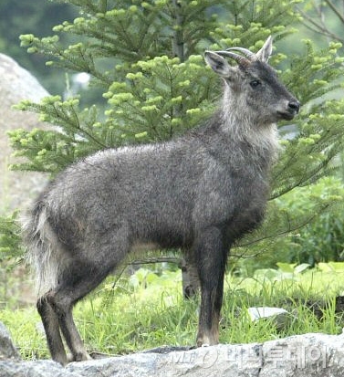 폭설에 구조된 설악산 산양들, 월악산에 방사 - 머니투데이