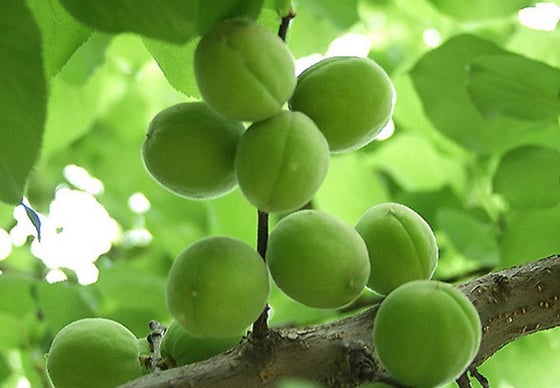 /사진=MBN '엄지의 제왕' 방송화면 캡처