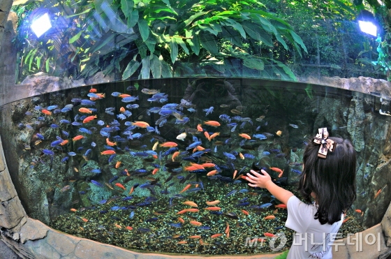 8일 국립생태원 에코리움 열대관을 찾은 한 어린이가 열대어들이 살고 있는 어항을 들여다 보고 있다./사진=국립생태원 제공