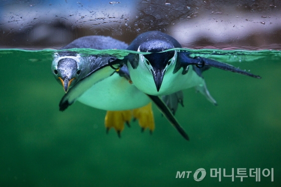 국립생태원 에코리움 극지관의 젠투펭퀸 모습./사진=국립생태원 제공