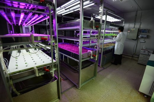 KIST 유팜서 식물 생육에 대한 실험이 진행되고 있다/사진=KIST