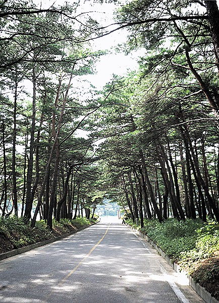 ↑ 화진포 소나무 길