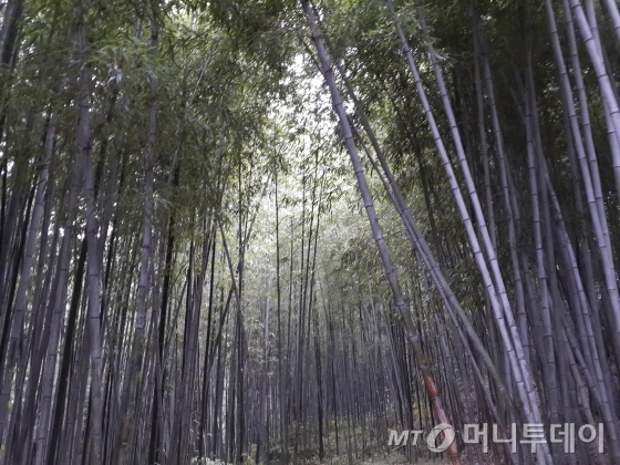 담양 죽록원 /사진제공=작은경제연구소