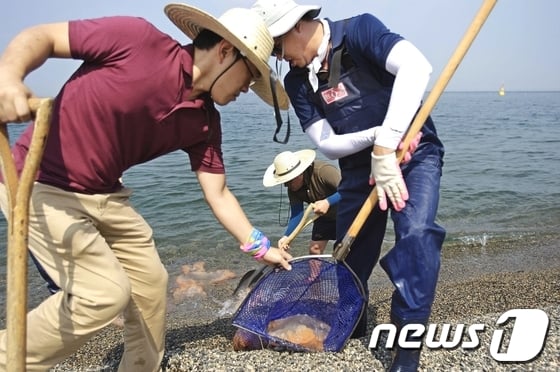 지난해 8월 울산 북구청 직원들이 해안가 주변으로 떠다니는 해파리를 수거하고 있다. 이날 수거한 해파리는 '노무라입깃해파리'로 독성이 강해 쏘이면 통증과 홍반을 동반한 채찍모양의 상처가 생긴다. /사진=뉴스1