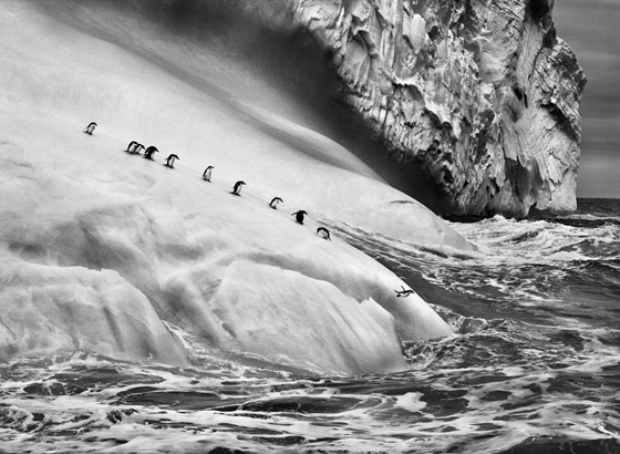 턱끈 펭귄. /사진제공=Sebastiao Salgado / Amazonas images
