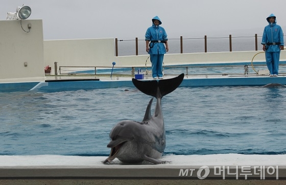 츄라우미수족관에서 일한지 40년된 돌고래 ‘오키짱’이 물 밖으로 나와 관객들에게 인사하고 있다. /사진=김유경기자