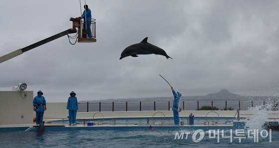 돌고래쇼(20분)와 다이버쇼(15분)는 무료로 관람할 수 있다. /사진=김유경기자