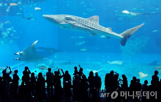 오키나와월드. 종유동굴인 교쿠센도 출구 가까운 데서 볼 수 있는 은색 폭포기둥. /사진=김유경기자