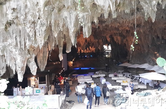 '간가라계곡' 중앙에 있는 가쥬마루나무. 나뭇가지 옆으로 길게 늘어진 건 잔뿌리들이다. /사진=김유경기자