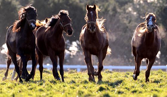 6일 오전 서울 신세계백화점 명품관 미네타니 매장에서 직원들이 고객들에게 고급시계의 대명사인 롤렉스의 빈티지 컬렉션을 선보이고 있다.