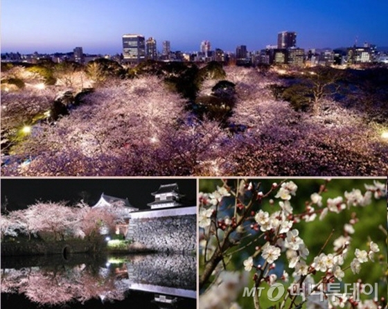 후쿠오카 벚꽃/사진제공=하나투어<br>