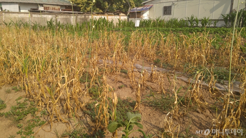 강원도 춘천시 신북읍 소양강댐 인근 한 농가에서 재배 중인 작물이 가뭄에 시들고 있다/ 사진=김사무엘 기자