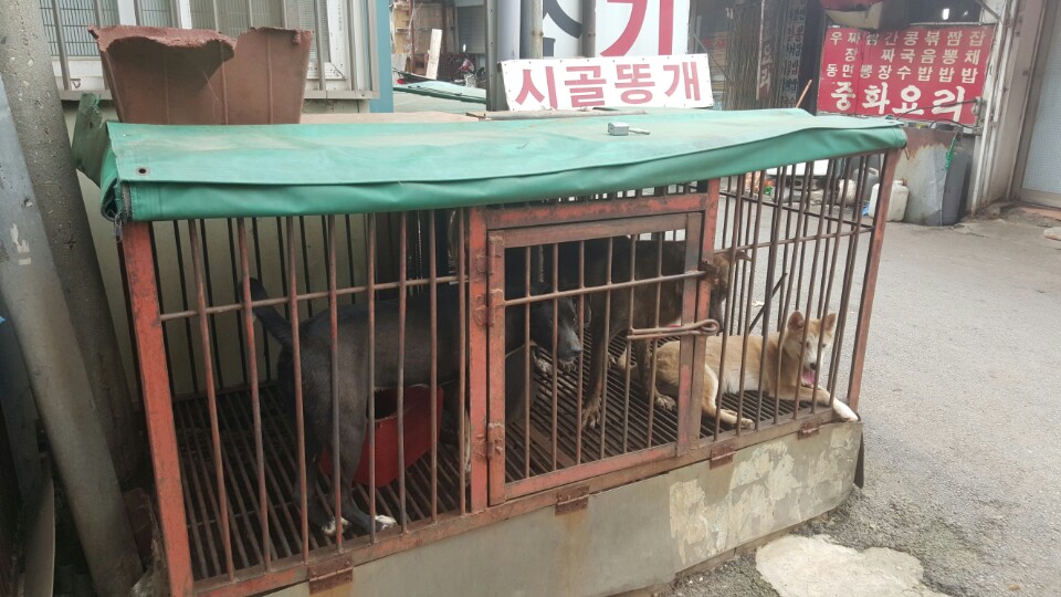 중복인 23일 동대문구 경동시장의 '개고기 골목'에서 식용견들이 우리에 놓여져 있다./ 사진=김종훈 기자