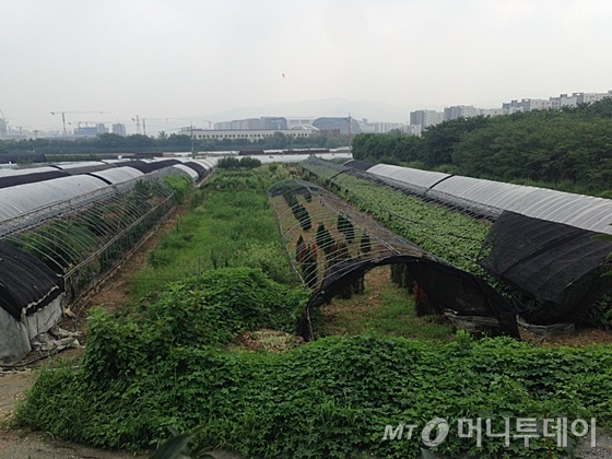 서울 강남구 자곡동 'KTX 수서역세권 개발사업 부지'에 비닐하우스촌이 형성돼 있다. /사진=신현우 기자
