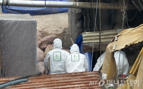 경기도 평택시 청북면의 한 양돈농가에서 구제역 확진 판정이 난 지난 3월 17일 오후 방역요원들이 살처분 하고 있다. /사진=뉴스1