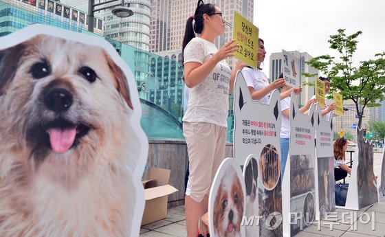 2013년 술에 취한 승려에게 쇠몽둥이로 맞아 실명된 백구 하늘이(왼쪽). 두개골 골절 등 상처를 회복하고 입양을 기다리고 있다(오른쪽)./사진=동물보호단체 '케어'