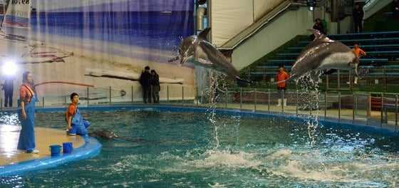 7일 오후 서울 중구 명동예술극장 앞에서 한국동물보호연합, 동물사랑실천협회, 생명체학대방지포럼 회원들이 각 대통령 후보자에게 동물복지정책 공약 마련을 촉구하는 퍼포먼스 및 릴레이 서명운동을 벌이고 있다. 장문선 인턴기자 lovelymu@