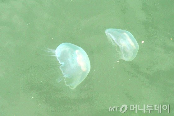 경북 포항시의 관광 일번지인 포항운하에서 지난 7월 23일오후 바다에서 서식하는 보름달물해파리 수백여마리가 발견돼 눈길을 끌고 있다.   /사진=뉴스1