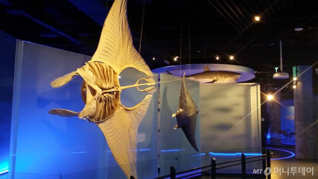 국립해양생물자원관 전시실. 국내 해양생물 9000여점이 전시돼 있다. /사진=김민우 기자