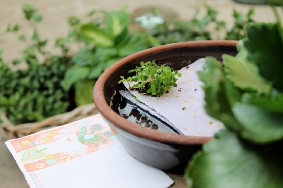 싹이 돋아난 카드는 수경재배하면 3개월은 충분히 식물을 즐길 수 있다.