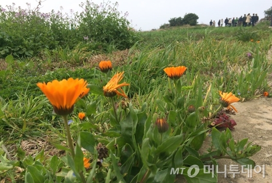 지난 19일 제주도 가파도에 핀 들꽃의 모습 / 사진=이동우