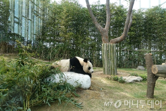 판다 러바오가 실외 방사장에 있는 돌 의자에 걸터앉아 휴식을 취하고 있다. /사진=김유진 기자