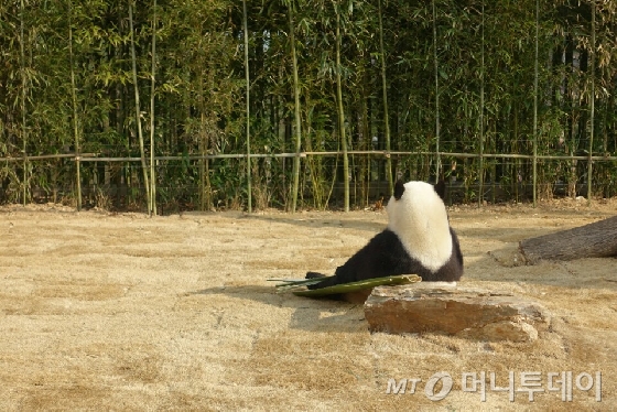 경기 용인시 에버랜드 동물원 옆에 지어진 '판다월드(Panda World). 1994년 이후 22년 만에 한국에 온 판다 한 쌍, 수컷 러바오(만 3세, 기쁨을 주는 보물)와 암컷 아이바오(만 2세, 사랑스런 보물)는 앞으로 이곳에서 살게 된다. /사진=김유진 기자