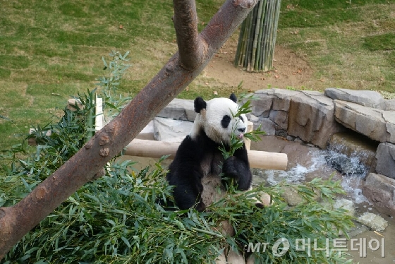 지난 5일 경기 용인시 에버랜드에서 만난 수컷 판다 ‘러바오’(만 3세, 기쁨을 주는 보물)가 경남 하동에서 공수해 온 대나무를 맛나게 먹고 있다. /사진=김유진 기자