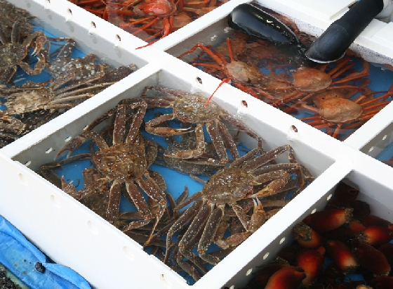 강원 강릉시에서 출발해 고성군에 이르는 '동해안 자전거길' 구간에서 만날 수 있는 대게 등 먹거리들. /사진제공=한국관광공사