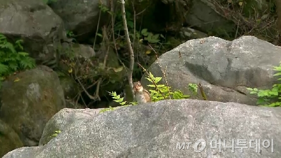 태백산에 서식하는 다람쥐의 모습. / 사진제공=환경부