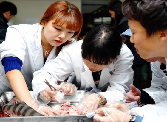 군산대 해양바이오 전공 학부생들이 실험실습 하고 있다.