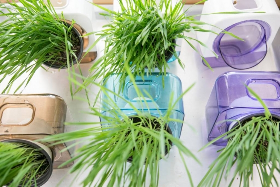 나눔포트에 담겨진 캣그라스 (보리,귀리,밀의 새싹) 화분들