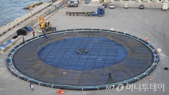 강원 고성 봉포항 외해 황동어망 가두리양식장에서 연어들이 움직이고 있다. /사진=동해STF