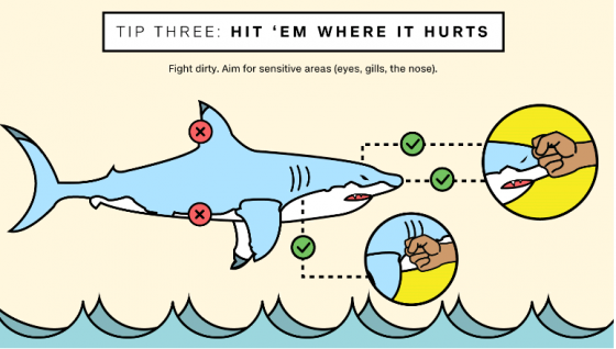 상어의 약점은 아가미와 눈, 코다. 다소 비열하더라도 이부분을 집중적으로 노릴 필요가 있다. /사진=CNN 캡처
