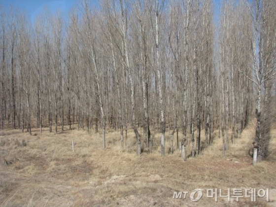 중국 쿠부치의 사막화 방지 현장